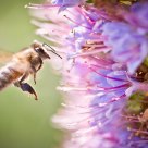 A Busy Bee